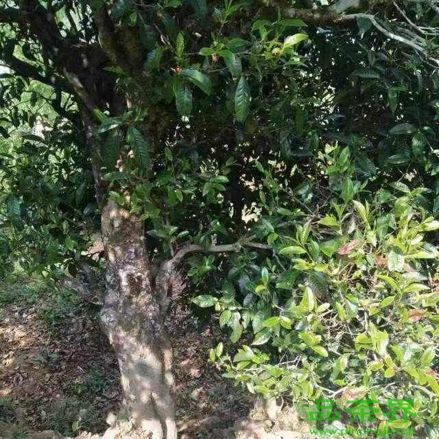 ٲ׷上海品茶网ֻ̡