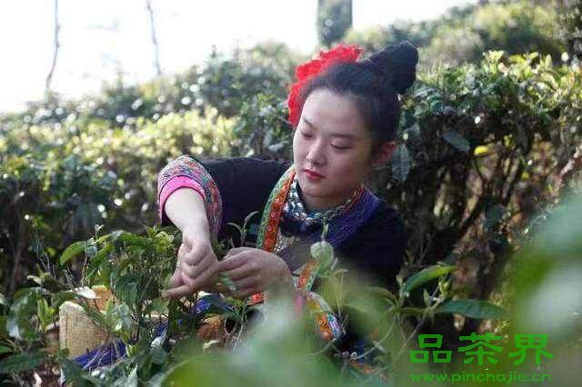 ٲ׷上海品茶网ֻ̡
