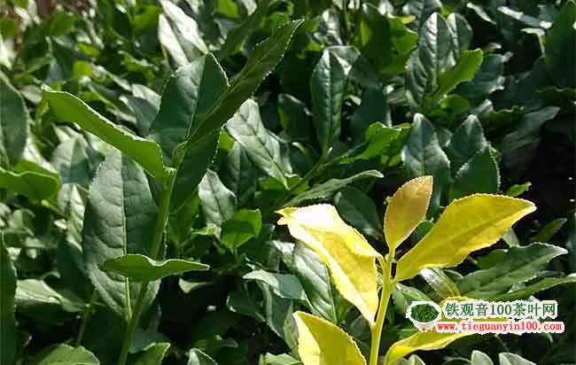 <a href=//rybet8.com target=_blank class=infotextkey></a>ô裬վ