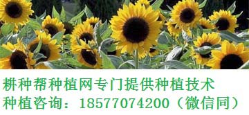 ﹩ݪֲ