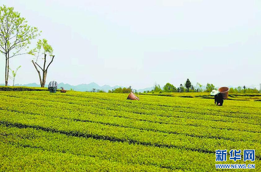<a href=//rybet8.com target=_blank class=infotextkey></a>上海品茶网ͼƬ_˽˹<a href=//rybet8.com target=_blank class=infotextkey></a>上海品茶网_˷上海品茶网<a href=//rybet8.com target=_blank class=infotextkey></a>